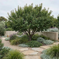 Luisa Plum - Prunus salicina ‘Luisa’