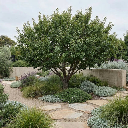 Luisa Plum - Prunus salicina ‘Luisa’