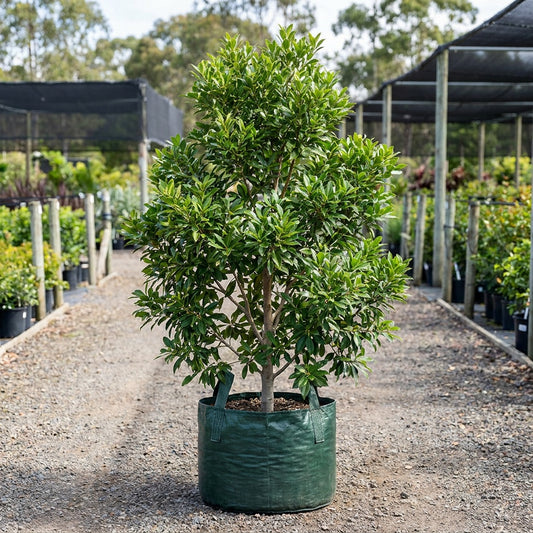 Luscious Water Gum - Tristaniopsis laurina 'Luscious'