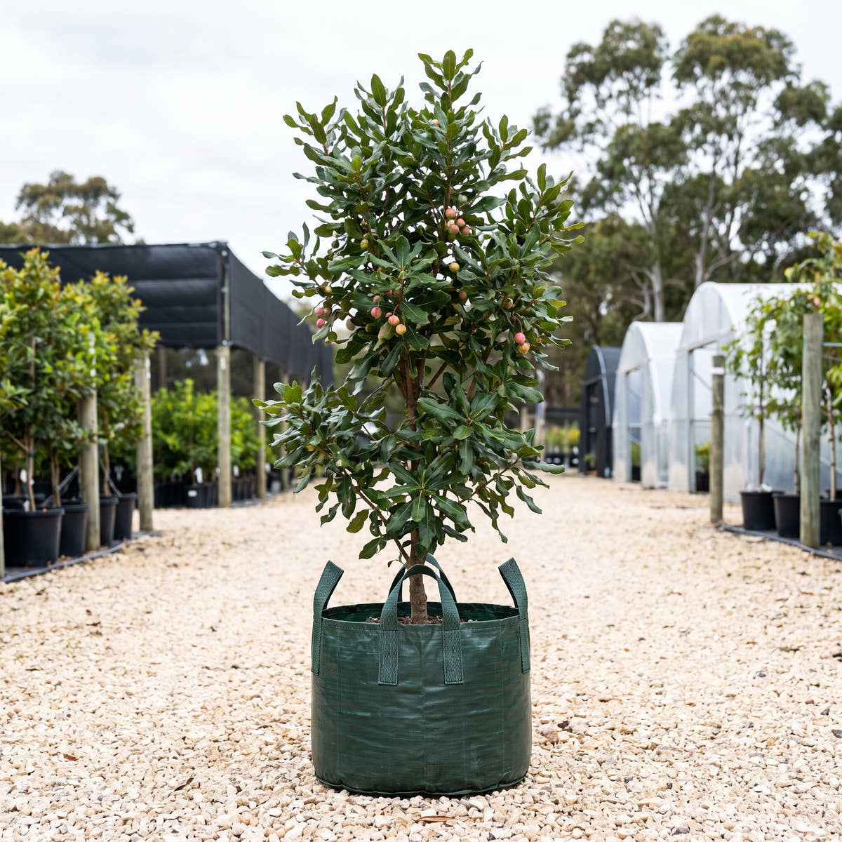 Pinkalicious Macadamia - Macadamia integrifolia ‘Pinkalicious’