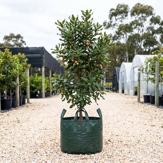 Pinkalicious Macadamia - Macadamia integrifolia ‘Pinkalicious’