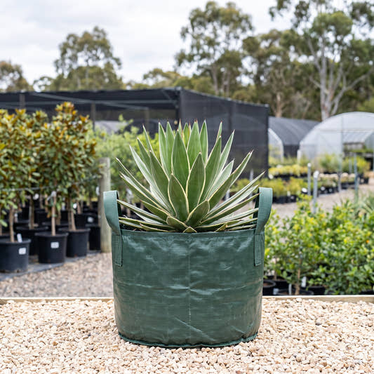 Agave univittata ‘Splendida’