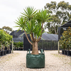 Spineless Yucca - Yucca elephantipes