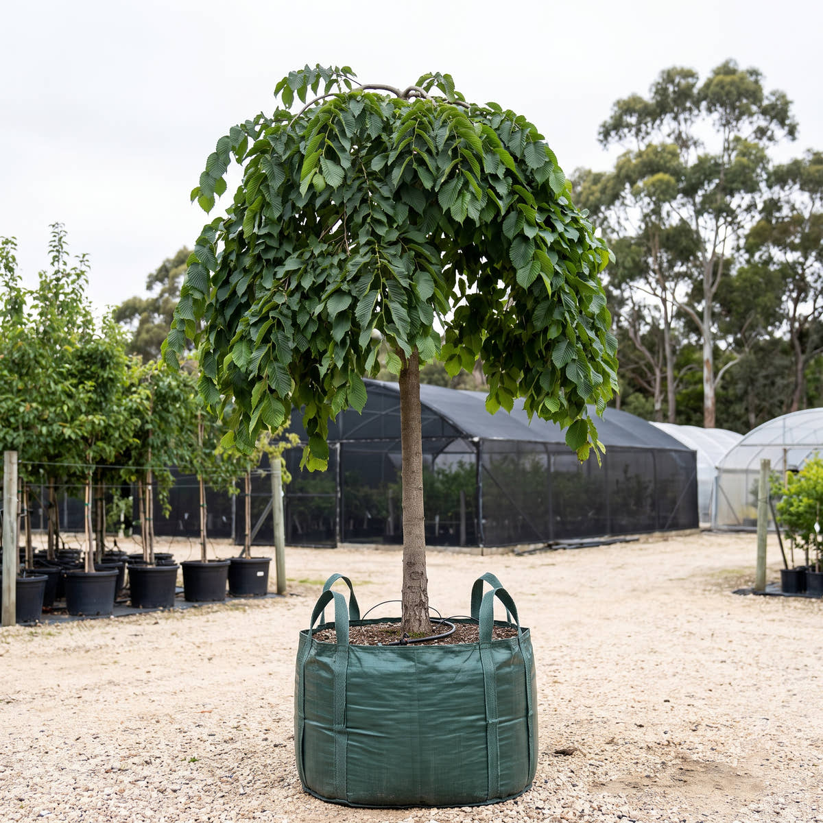 Weeping Elm - Ulmus glabra ‘Pendula’