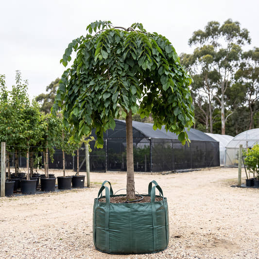 Weeping Elm - Ulmus glabra ‘Pendula’