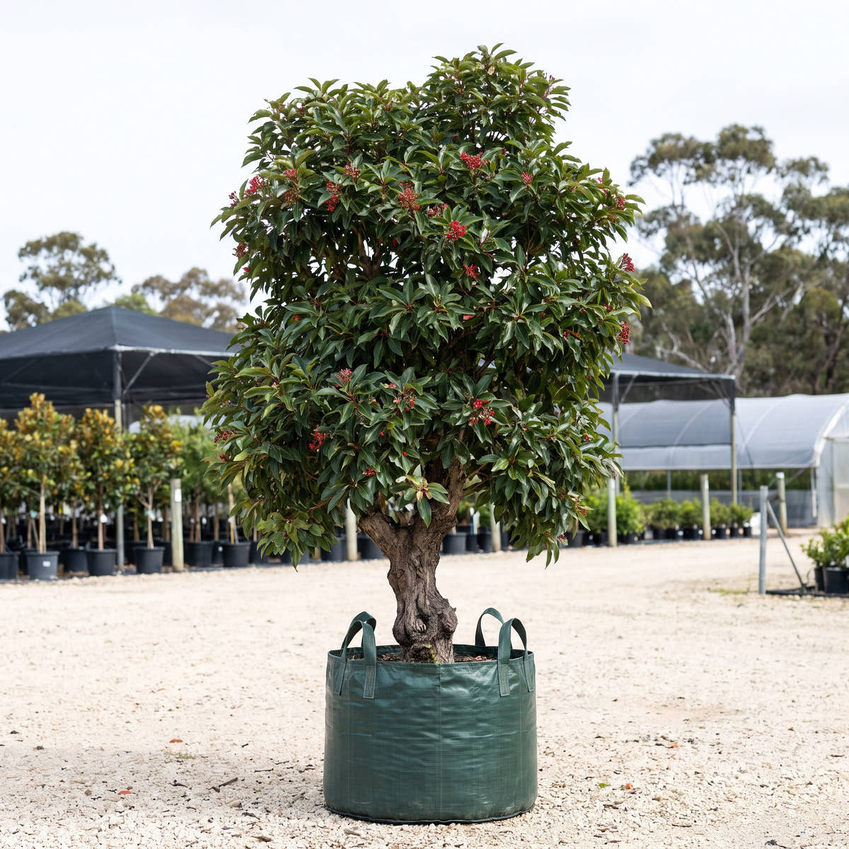Southern Peninsula Flowering Gum - Corymbia ficifolia ‘Southern Peninsula’