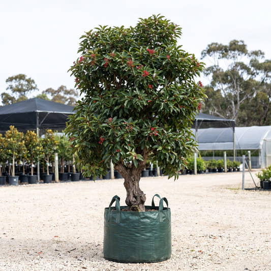Southern Peninsula Flowering Gum - Corymbia ficifolia ‘Southern Peninsula’