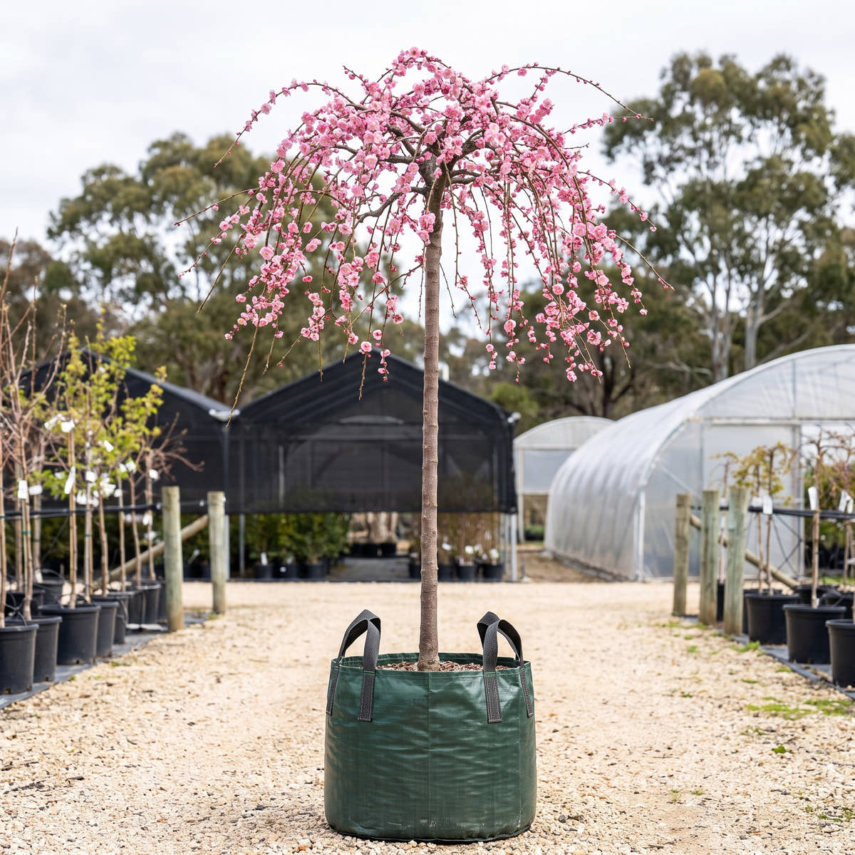 Pink Weeping Apricot (Standard) - Prunus mume ‘Pendula’