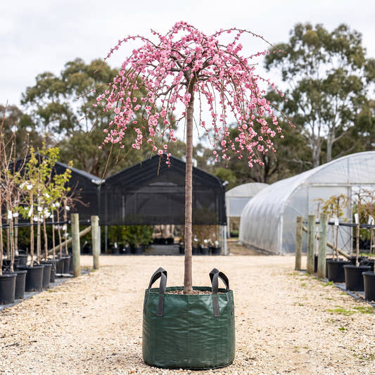 Pink Weeping Apricot (Standard) - Prunus mume ‘Pendula’