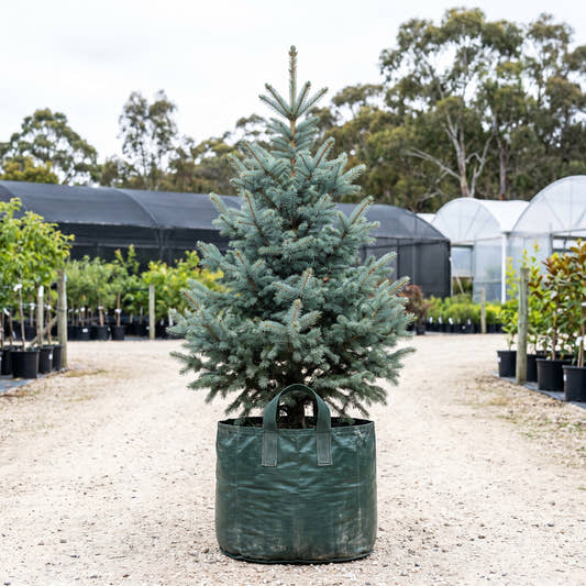 Blue Sky Spruce - Picea ‘Blue Sky’