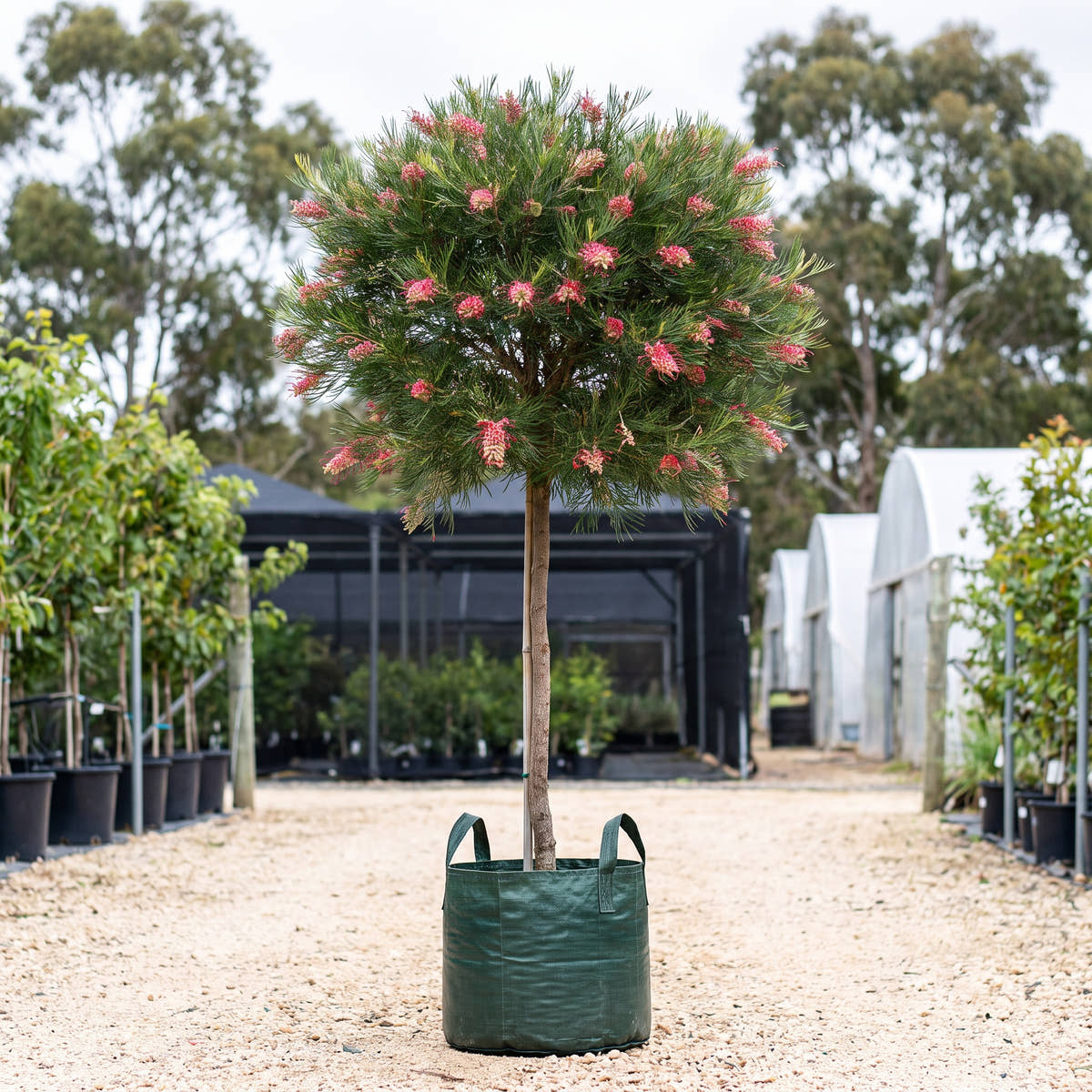 Grevillea plurijuga (Standard)