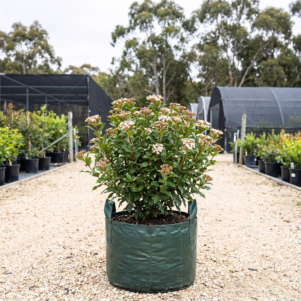 Laurustinus - Viburnum tinus