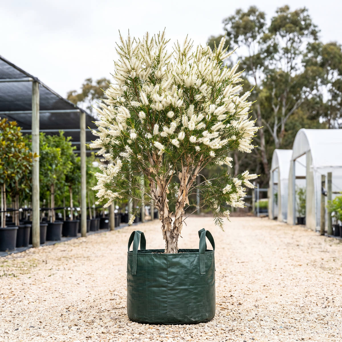 White Feather Honeymyrtle - Melaleuca decora