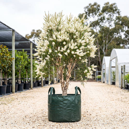 White Feather Honeymyrtle - Melaleuca decora