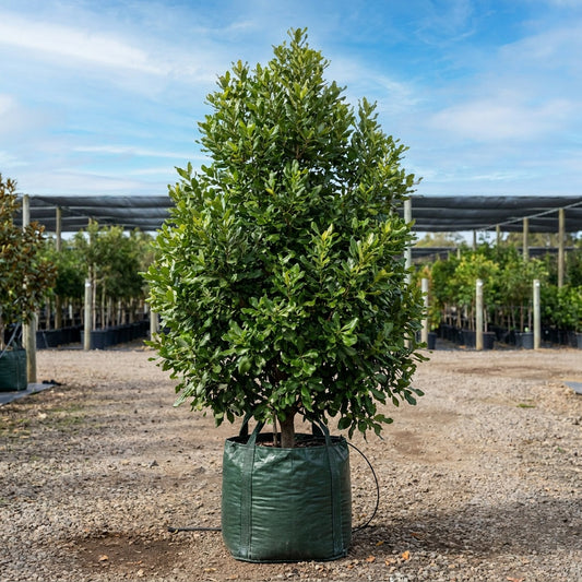 Macadamia Nut Tree - Macadamia integrifolia