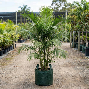 Macarthur Palm - Ptychosperma macarthurii