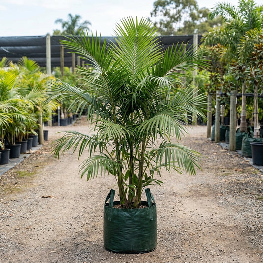 Macarthur Palm - Ptychosperma macarthurii