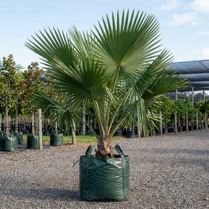 Machado Palm - Borassodendron machadonis