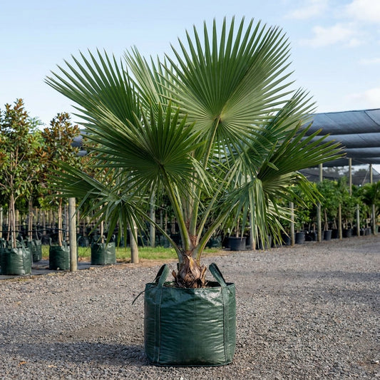 Machado Palm - Borassodendron machadonis
