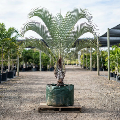 Madagascar Cane Palm - Dypsis madagascariensis