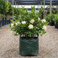 Magnifica Gardenia - Gardenia augusta ‘Magnifica’