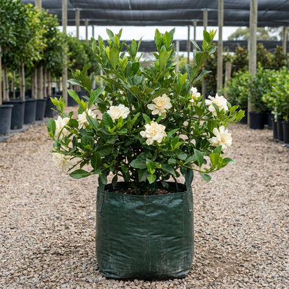 Magnifica Gardenia - Gardenia augusta 'Magnifica'