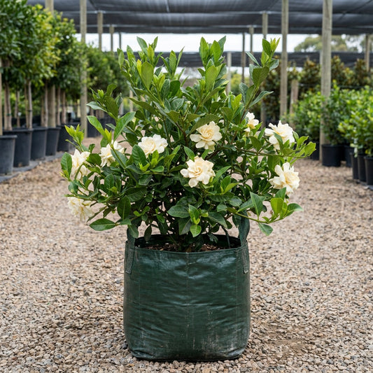 Magnifica Gardenia - Gardenia augusta 'Magnifica'