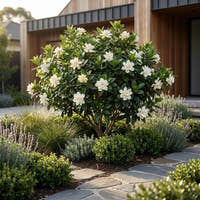 Magnifica Gardenia - Gardenia augusta ‘Magnifica’