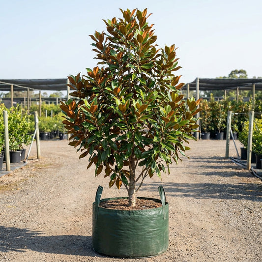 Magnolia - Magnolia grandiflora 'Kay Parris'