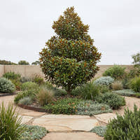 Magnolia - Magnolia grandiflora ‘Kay Parris’