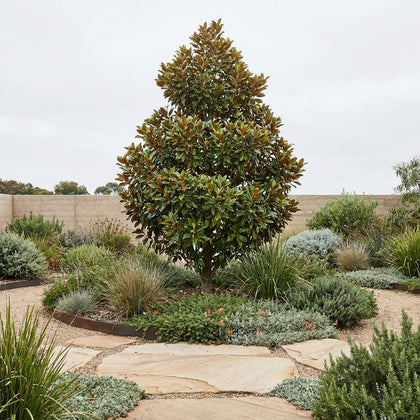 Magnolia - Magnolia grandiflora 'Kay Parris'