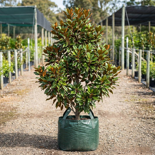 Magnolia grandiflora ‘Super Gem’