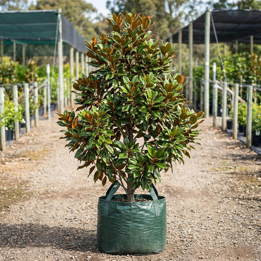 Magnolia grandiflora ‘Super Gem’ - Magnolia grandiflora ‘Super Gem’