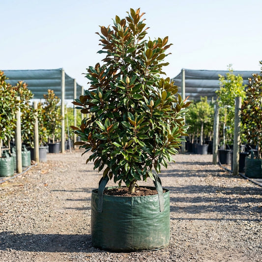 Magnolia grandiflora ‘Sweet Spire’