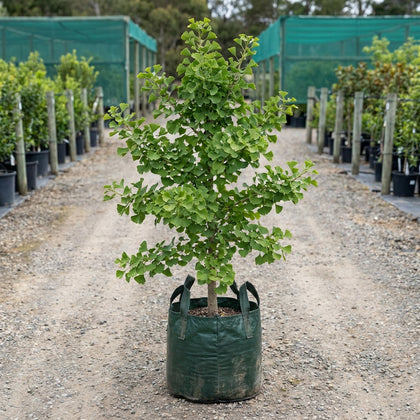 Maidenhair Tree - Ginkgo biloba