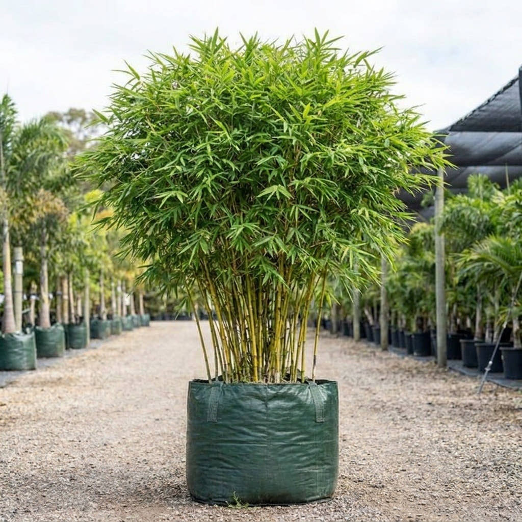 Malay Dwarf Bamboo - Bambusa heterostachya