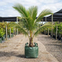 Malay Dwarf Coconut Palm - Cocos nucifera