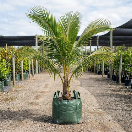 Malay Dwarf Coconut Palm - Cocos nucifera