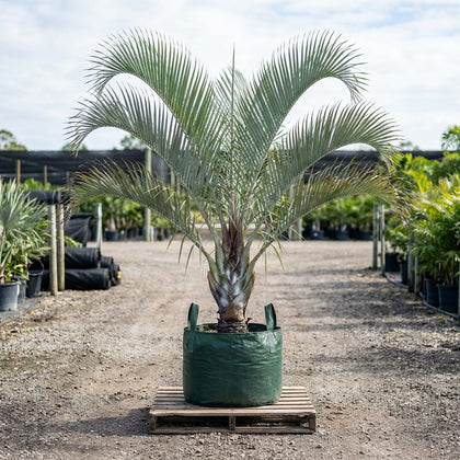 Manambe Palm - Dypsis rivularis