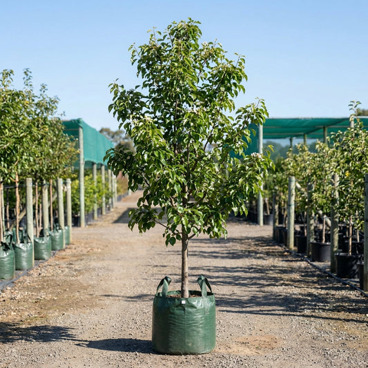 Manchurian Pear - Pyrus ussuriensis