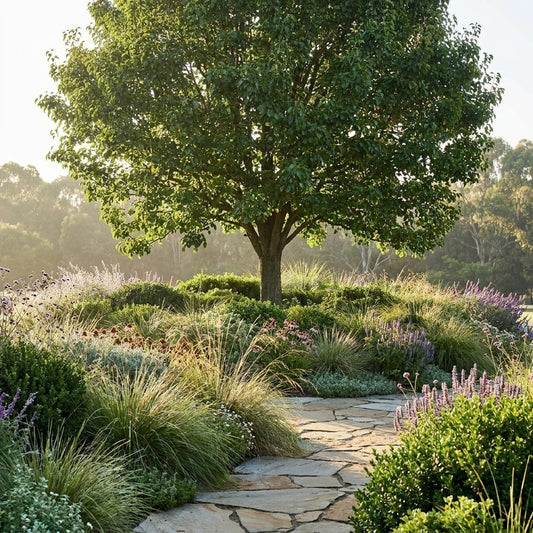 Manchurian Pear - Pyrus ussuriensis