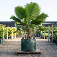Mangrove Fan Palm - Licuala spinosa