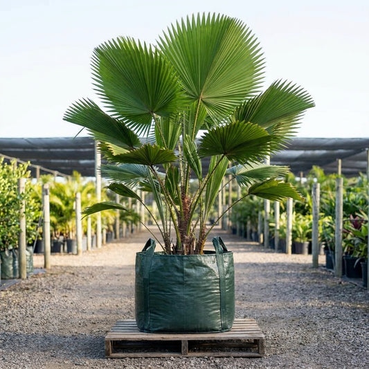 Mangrove Fan Palm - Licuala spinosa