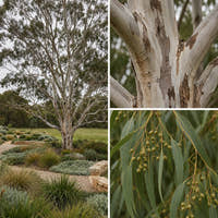 Manna Gum - Eucalyptus viminalis