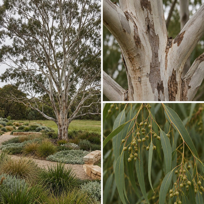 Manna Gum - Eucalyptus viminalis