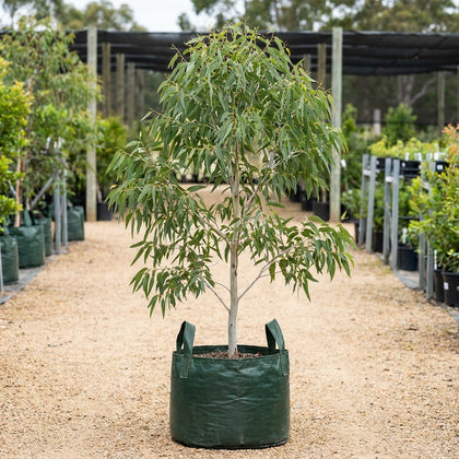 Manna Gum - Eucalyptus viminalis