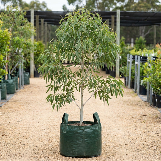 Manna Gum - Eucalyptus viminalis