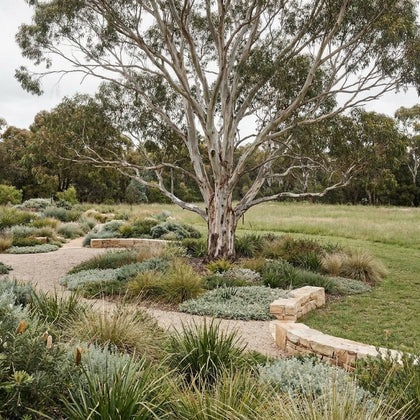Manna Gum - Eucalyptus viminalis