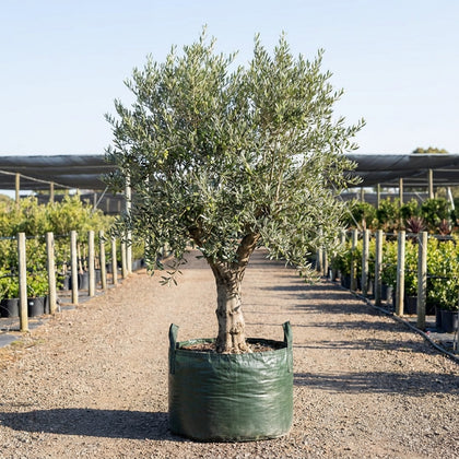 Manzanillo Olive Tree - Olea europaea 'Manzanillo'