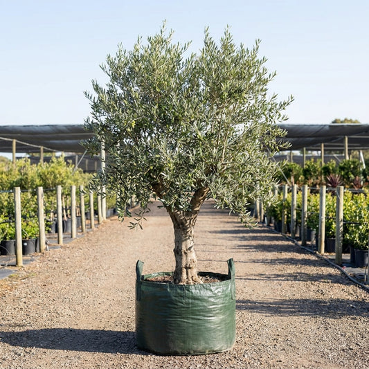 Manzanillo Olive Tree - Olea europaea 'Manzanillo'